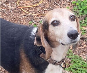 Beagle Dogs for adoption in Tampa, FL, USA