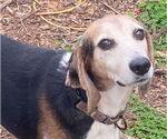Small Beagle