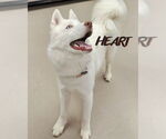 Small #2 Siberian Husky