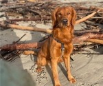 Small #3 Golden Retriever