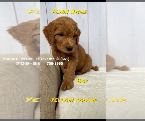 Medium Photo #1 Goldendoodle Puppy For Sale in DELANO, CA, USA