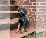 Small Photo #5 Doberman Pinscher Puppy For Sale in AUSTINVILLE, VA, USA