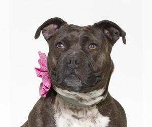 American Pit Bull Terrier-Unknown Mix Dogs for adoption in Santa Maria, CA, USA