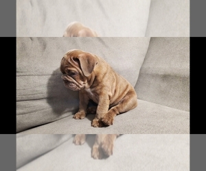 English Bulldog Puppy for sale in BAKERSFIELD, CA, USA