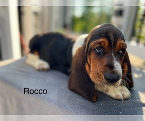 Basset Hound Puppy for sale in DENVER, PA, USA