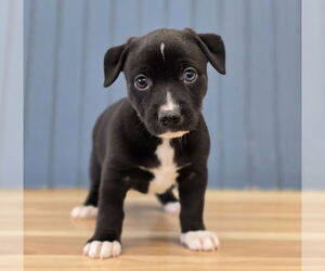 Dachshund-Unknown Mix Dogs for adoption in Lakewood, CO, USA