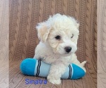 Puppy Sinatra Bichpoo