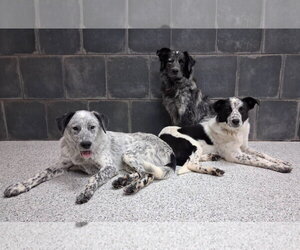 Binx - Female Border Collie-Unknown Mix Dog for Adoption - Photo #4