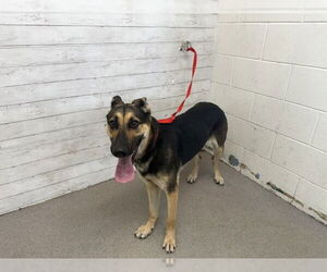 German Shepherd Dog Dogs for adoption in San Bernardino, CA, USA