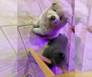 Chow Chow Puppy for sale in BOSTON, MA, USA