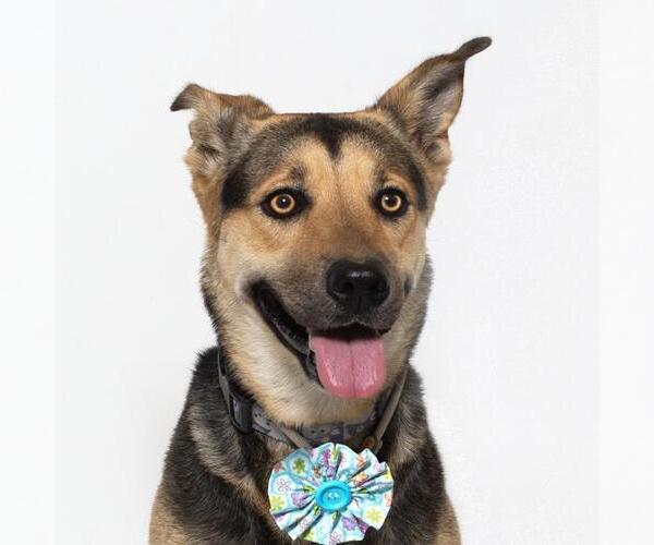 Medium Photo #1 German Shepherd Dog-Unknown Mix Puppy For Sale in Santa Maria, CA, USA