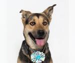 Small German Shepherd Dog Mix