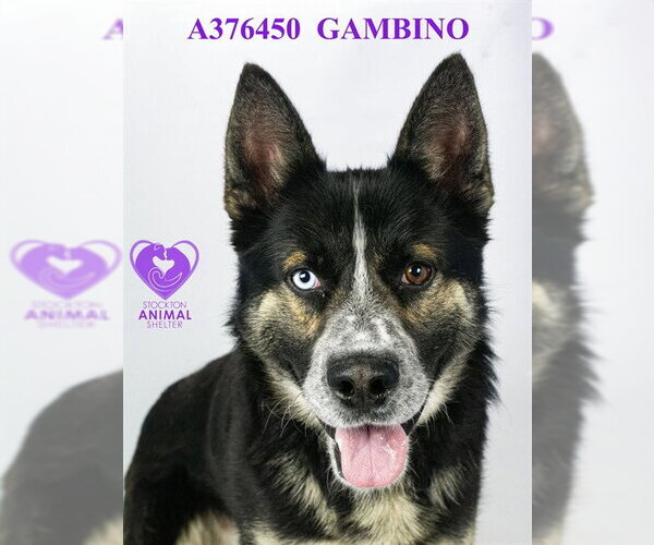 Medium Photo #2 German Shepherd Dog Puppy For Sale in Stockton, CA, USA