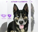 Small #1 German Shepherd Dog