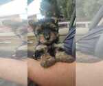 Small Photo #4 Yorkshire Terrier Puppy For Sale in PERRIS, CA, USA