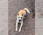 Small #8 Akita Mix