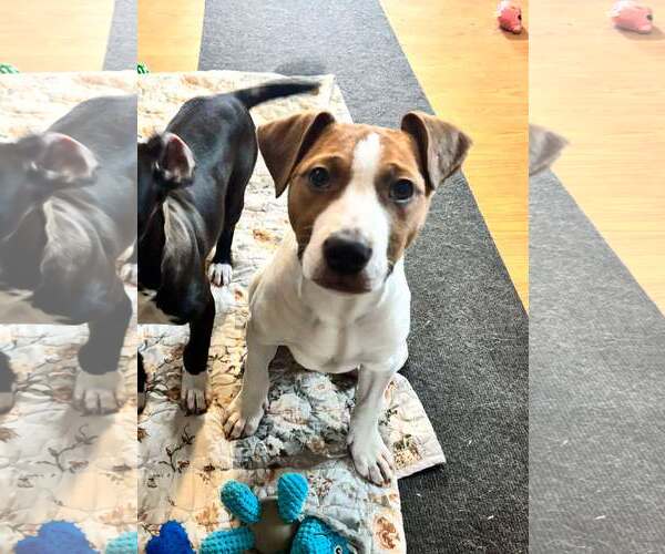 Medium Photo #6 American Pit Bull Terrier-Labrador Retriever Mix Puppy For Sale in SHERBURNE, NY, USA
