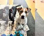 Small #5 American Pit Bull Terrier-Labrador Retriever Mix