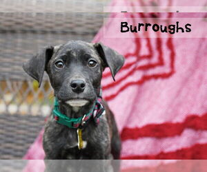 Mutt Dogs for adoption in Sandy, UT, USA