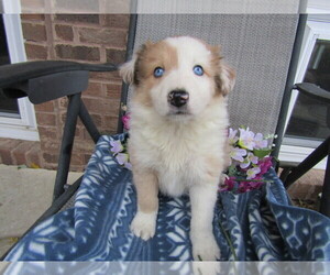 Border Collie Puppy for sale in BATTLE CREEK, MI, USA