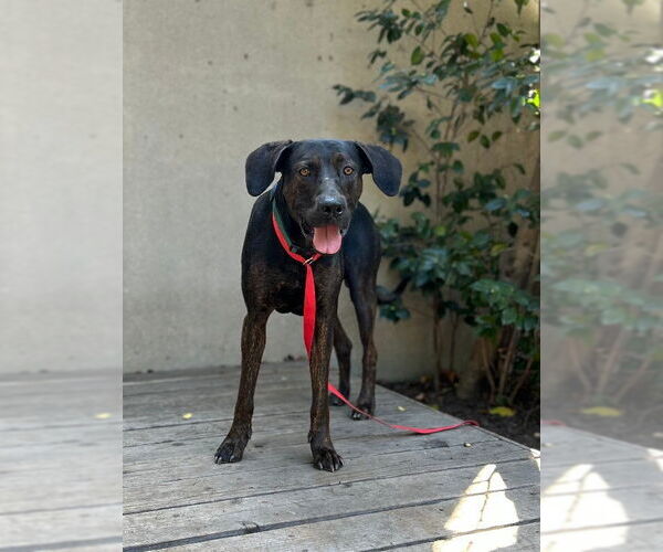 Medium Photo #4 Great Dane-Unknown Mix Puppy For Sale in Marina Del Rey, CA, USA