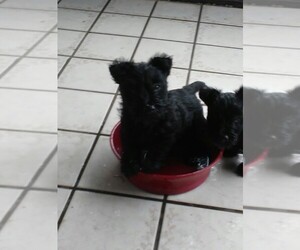 Scottish Terrier Puppy for sale in RIVERVIEW, FL, USA