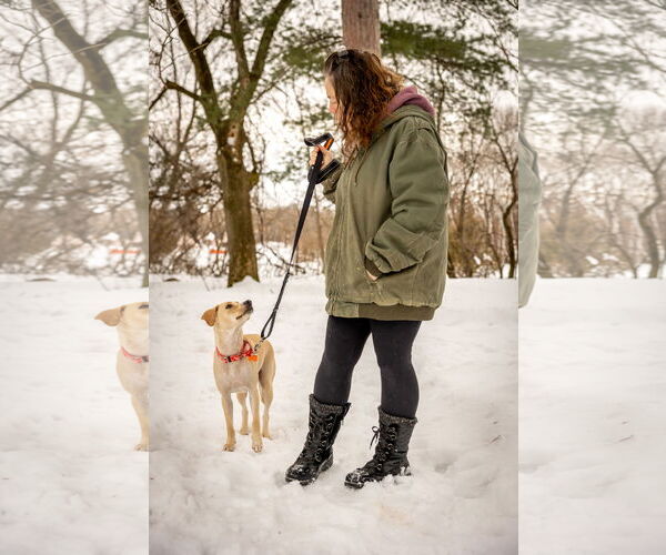 Medium Photo #14 Labrador Retriever-Unknown Mix Puppy For Sale in Plymouth, MN, USA