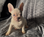 Small #8 French Bulldog