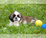 Small #3 Shih Tzu