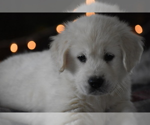 Medium English Cream Golden Retriever