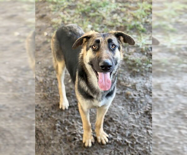 Medium Photo #1 German Shepherd Dog Puppy For Sale in Riverside, CA, USA