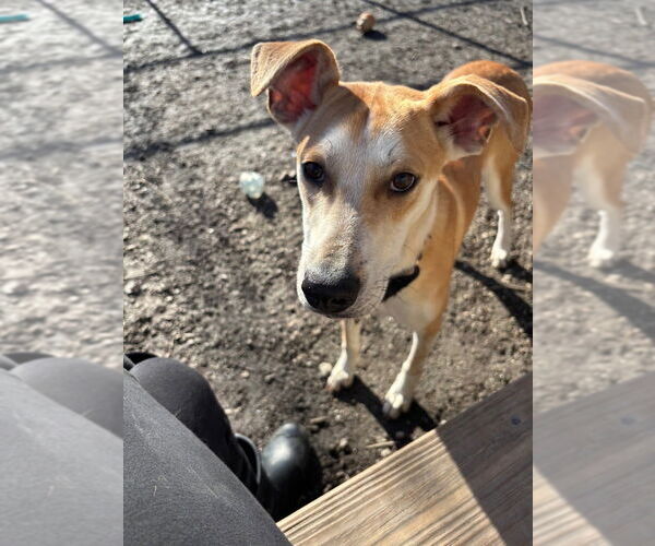 Medium Photo #1 Mutt Puppy For Sale in Elmsford, NY, USA