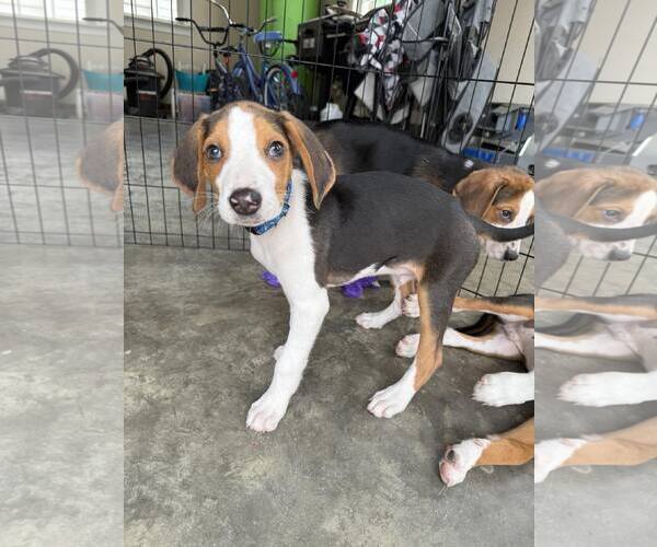 Medium Photo #2 Mutt Puppy For Sale in Roxboro, NC, USA