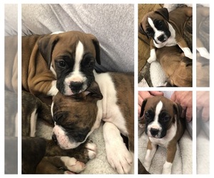 Boxer Puppy for sale in LEWISTOWN, PA, USA