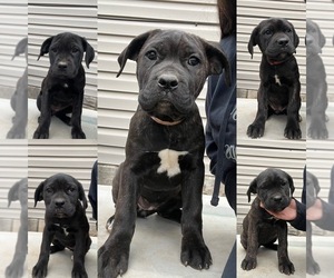 Cane Corso Puppy for sale in HOT SPRINGS, NC, USA