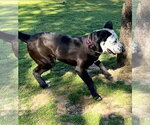 Small #1 Catahoula Leopard Dog-Mastiff Mix