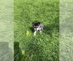 Small Photo #8 Alaskan Klee Kai Puppy For Sale in SAUGERTIES, NY, USA
