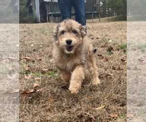 Aussiedoodle Puppy for sale in LEXINGTON, GA, USA