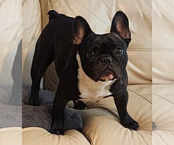 Medium Photo #1 French Bulldog Puppy For Sale in CAPE CORAL, FL, USA