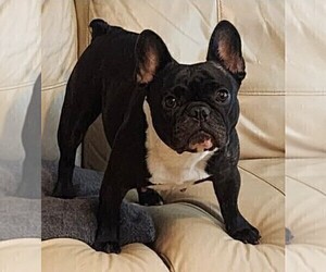 Mother of the French Bulldog puppies born on 11/21/2024