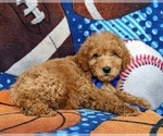 Small Photo #5 Goldendoodle (Miniature) Puppy For Sale in RISING SUN, MD, USA