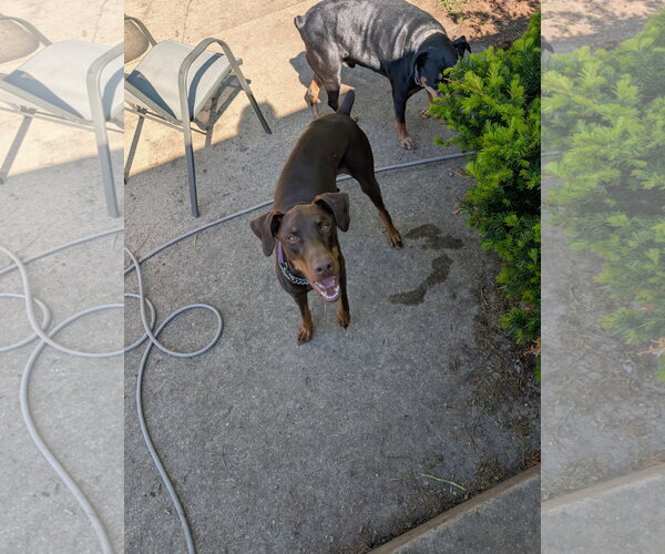 Medium Photo #6 Doberman Pinscher Puppy For Sale in Buffalo, MN, USA