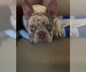 French Bulldog Puppy for sale in KING CITY, CA, USA