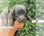 Small #2 Australian Shepherd
