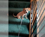 Small #2 Chiweenie