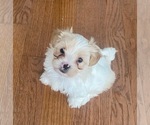 Puppy Puppy 1 Zuchon
