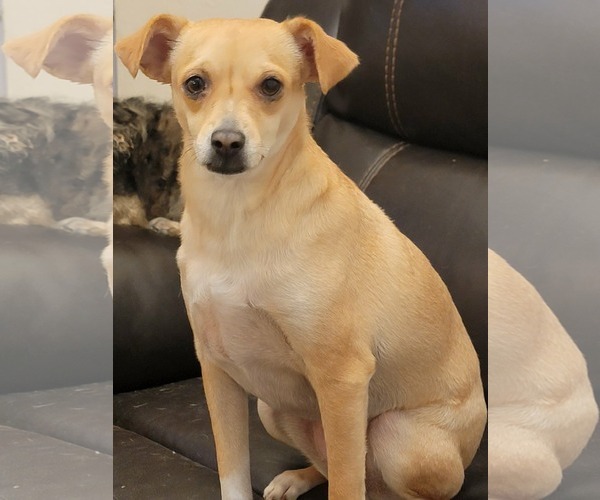 Medium Photo #1 Chihuahua-Unknown Mix Puppy For Sale in Visalia, CA, USA