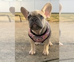 Small Photo #2 French Bulldog Puppy For Sale in STERLING HEIGHTS, MI, USA