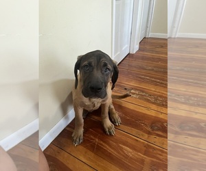 Cane Corso Puppy for sale in SPRINGFIELD, MA, USA