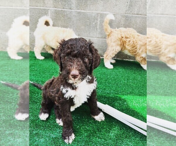 Medium Photo #13 Goldendoodle Puppy For Sale in LONG BEACH, CA, USA
